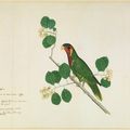 Zain al-Din. The “Various Coloured" Parrot, folio from the Impey Album. Calcutta, India, 1777 A.D. 