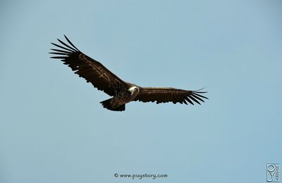 Bal des Oiseaux Fantômes.*