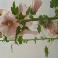 Roses trémières que jai plantées