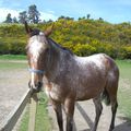 Shotover Stables : DES CHEVAUX!! DES CHEVAUX!!! ;-)