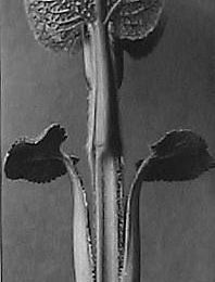 Karl Blossfeldt, Filzkraut, junger Spross