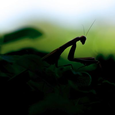 Contre-jours et ombres chinoises