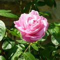 jolie rose parfumée