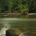 Le Daintree National Park : La rainforest