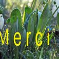 Ce 11 janvier on célèbre la journée mondiale du MERCI