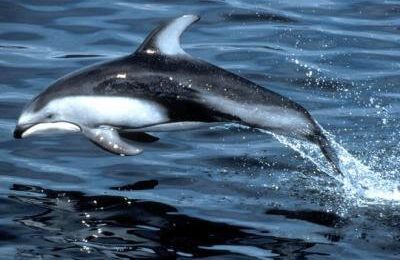 le dauphin animaux marin, millieu de vie : eau
