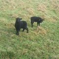 Les agneaux "Landes de Bretagne" 2014