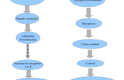 Les effets physiologiques du stress