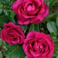 Lalande de Pomerol: une rose grand cru