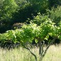 LE CATALPA...