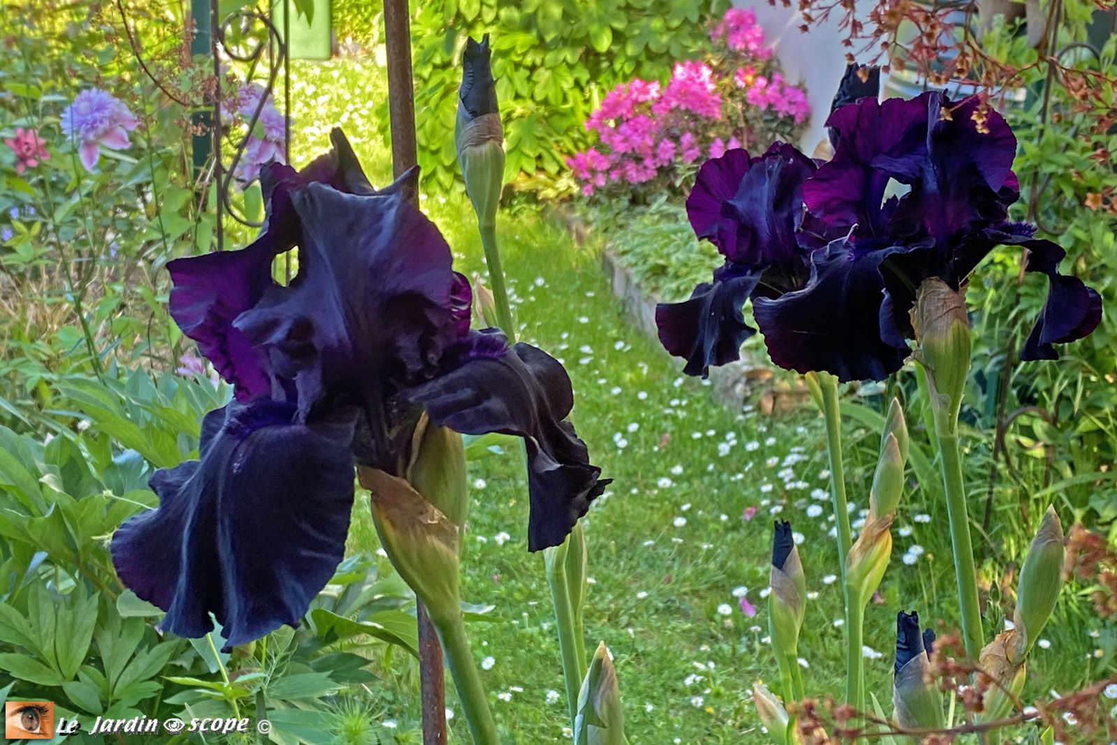 Iris Black Tie Affair