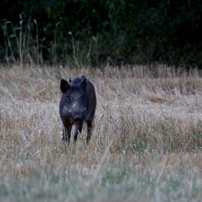 Après la moisson