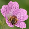 Abeille butinant dans une fleur de géranium vivace