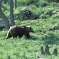 Ours des Pyrénées : et de cinq !