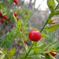 pommes d'amour et perles d'un jour