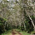 Foret de Bélouve 