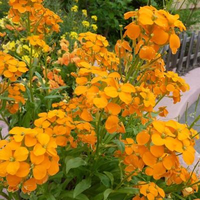 Anniversaire de Simone