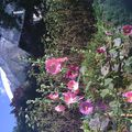Les roses trémières au pied du Mt Blanc