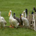 Foie gras – Le coup de gueule de Frédéric Nihous