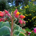 Visite pour les jardins de Hammamet-Tunisie