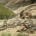 Dimanche 22 juillet : C'est un vrai zoo ici!