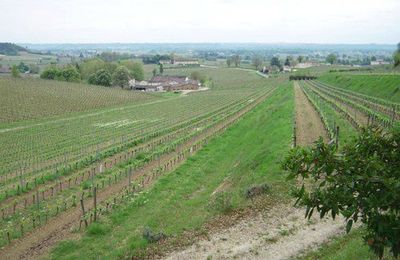 Primeurs 2011 : introduction