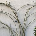 Taille et palissage des rosiers grimpants et des rosiers lianes