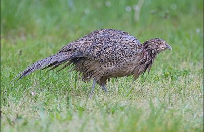 Poule mouillée .....