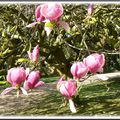 Mon beau magnolia