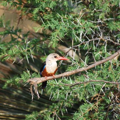 Martin pécheur posé sur son accacia