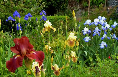 Une belle floraison d'iris...