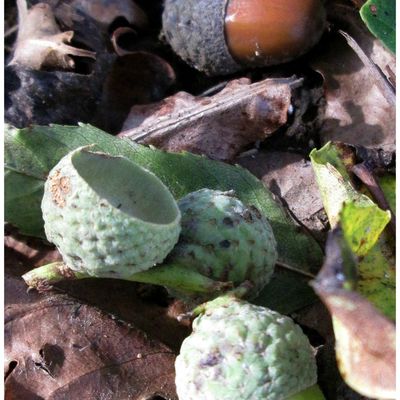 La randonnée pédestre 