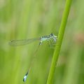 agrion élégant 