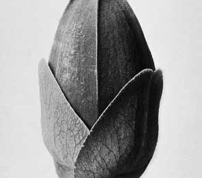 "Plant Studies by Karl Blossfeldt and Related Works" @ Die Photographische Sammlung 