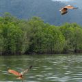 Langkawi: paradis naturel, Perhentians: enfer de pollution