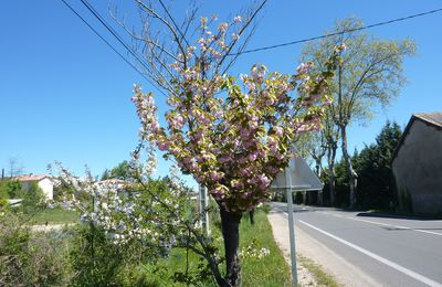 photo: cerisier bicolore