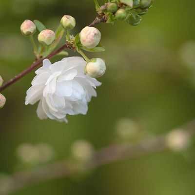 Prunus glandulosa 'Alba Plena' : une profusion de pompons blancs