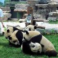 Les "pandas olympiques" font leur début au zoo de Beijing 