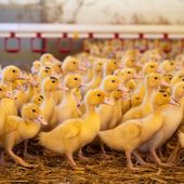 Sur la question des vaccins ARNm contre la grippe aviaire chez les canards. Et ils injectent même les crevettes, et les porcs, et, etc, car tout y passe ! - Le fil d'Arkébi