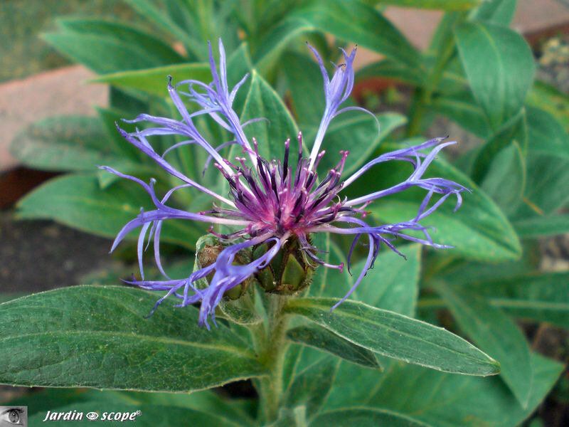 Centaurea montana