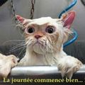 LES CHATS DU DIMANCHE...