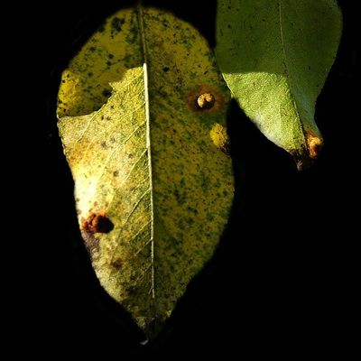 La vie du jardin (202)