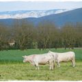 Le troupeau et le Vercors 