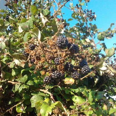 Les mûres sont là........!!!