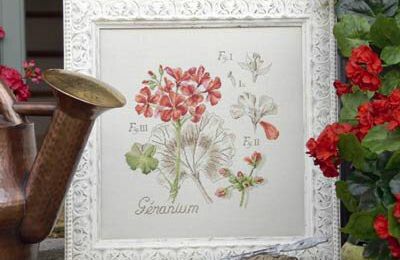 GERANIUM