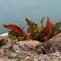 Petite balade au lac de Madine entre 17h et 18h cet après-midi