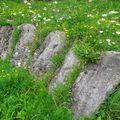 Peties fleurs de campagne