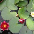 Des fleurs qui flottent sur l'eau...