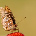 Papillon Argynne (Nacré)