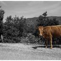 Une vache de corse 